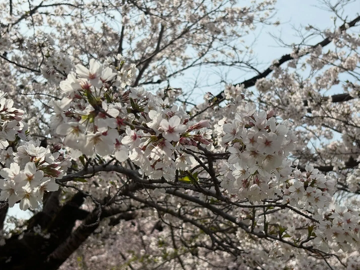 東京都東大和市にてトイプードルちゃんのご火葬に伺いました。