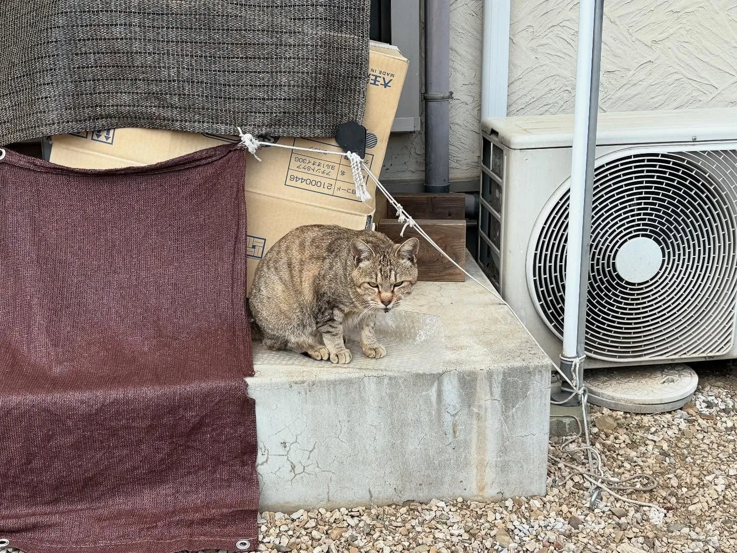 東京都八王子市にて猫ちゃんのご火葬に伺いました。