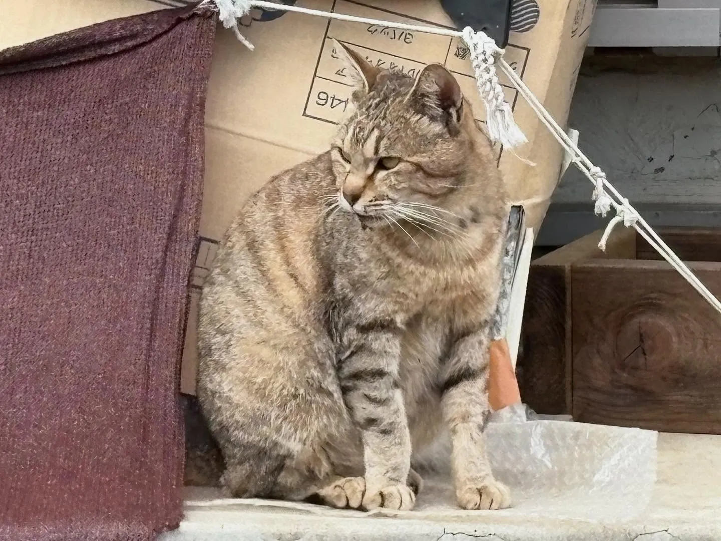 東京都八王子市にて猫ちゃんのご火葬に伺いました。