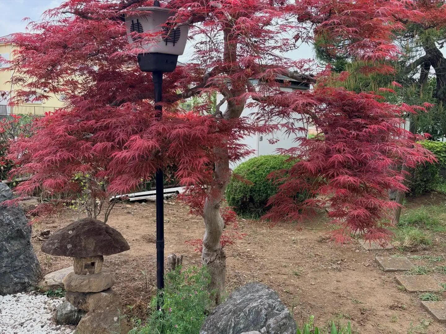【東京都武蔵村山市】柴犬の訪問ペット火葬|自宅で落ち着いて見...